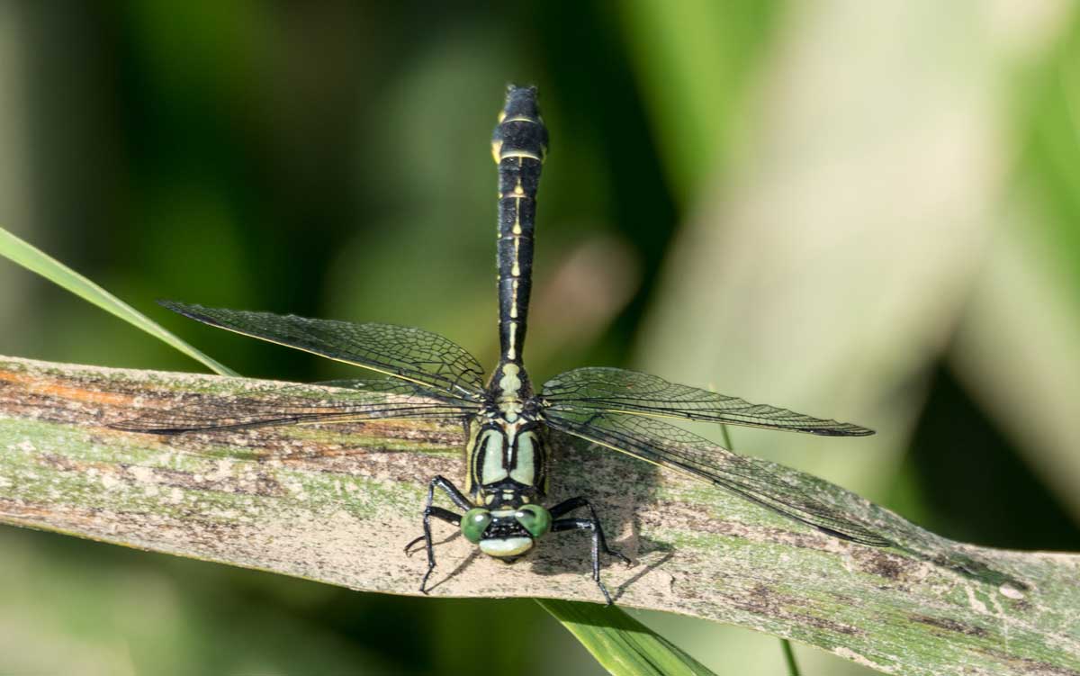 Gomphus_vulgatissimus